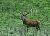 Red Deer